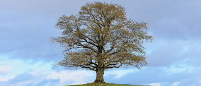 Tree in late May